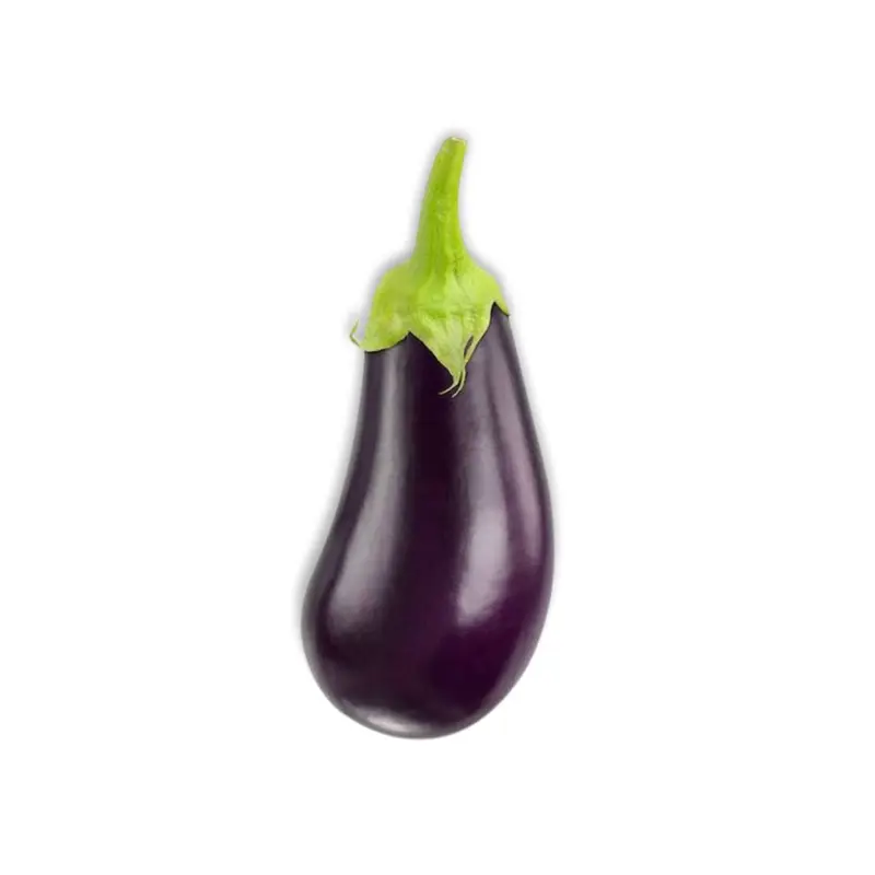 AMERICAN EGGPLANT