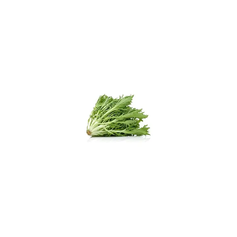 VEGETABLES - LETTUCE WITLOOF ENDIVES REPACK 2.5 LBS