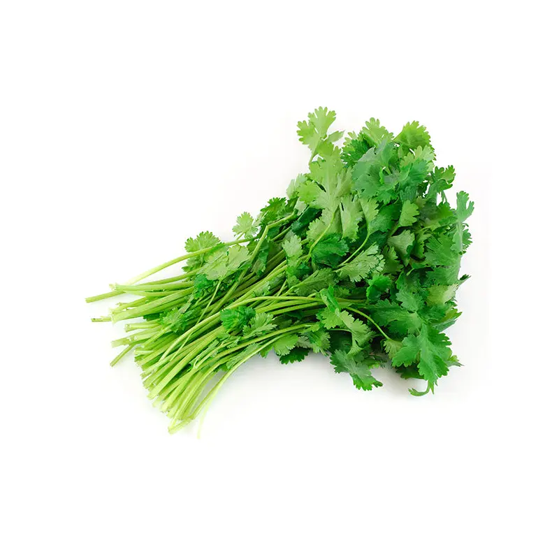 VEGETABLES - CILANTRO CASE 24 EA
