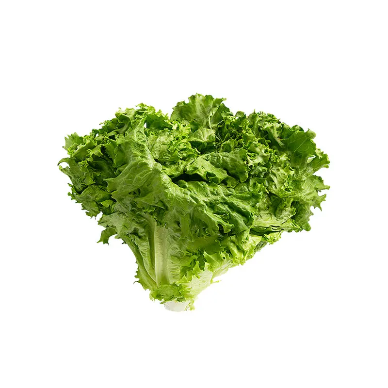 VEGETABLES - LETTUCE GREEN LEAF CASE 24 EA
