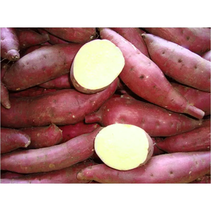 Sweet Potato (White inside, Purple skin) Khoai Lang Trang 100g x 1