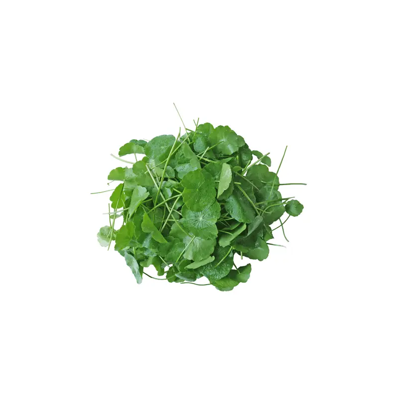MT Fresh Water Pennywort Rau ma  1x100g