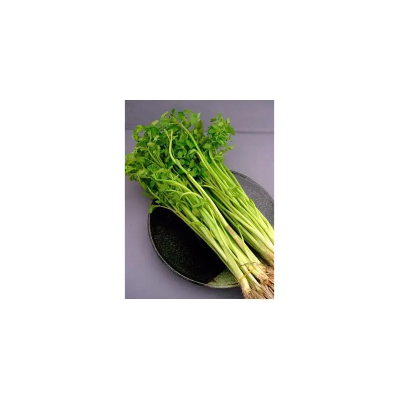 MT Vietnamese Water Celery Rau Can Nuoc 200g x1