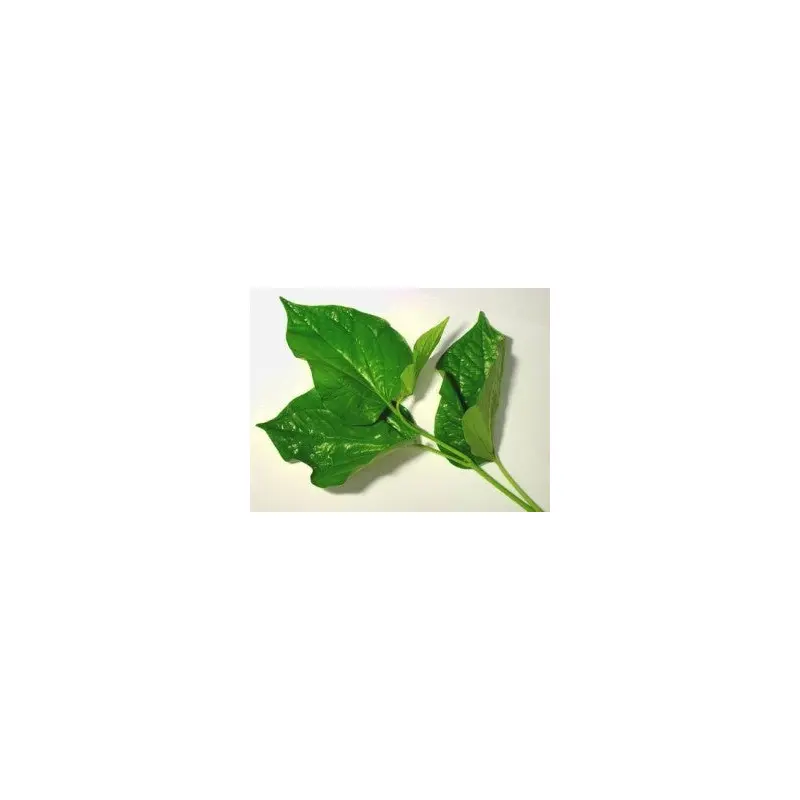 MT Fresh Bai Cha Plu Leaf (Patel Leaf)     La Lot 100g x 1