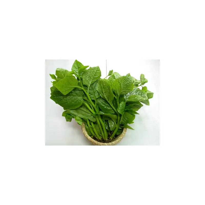 MT Fresh Ceylon Spinach (Basella)  Rau Mong Toi 200g x 1
