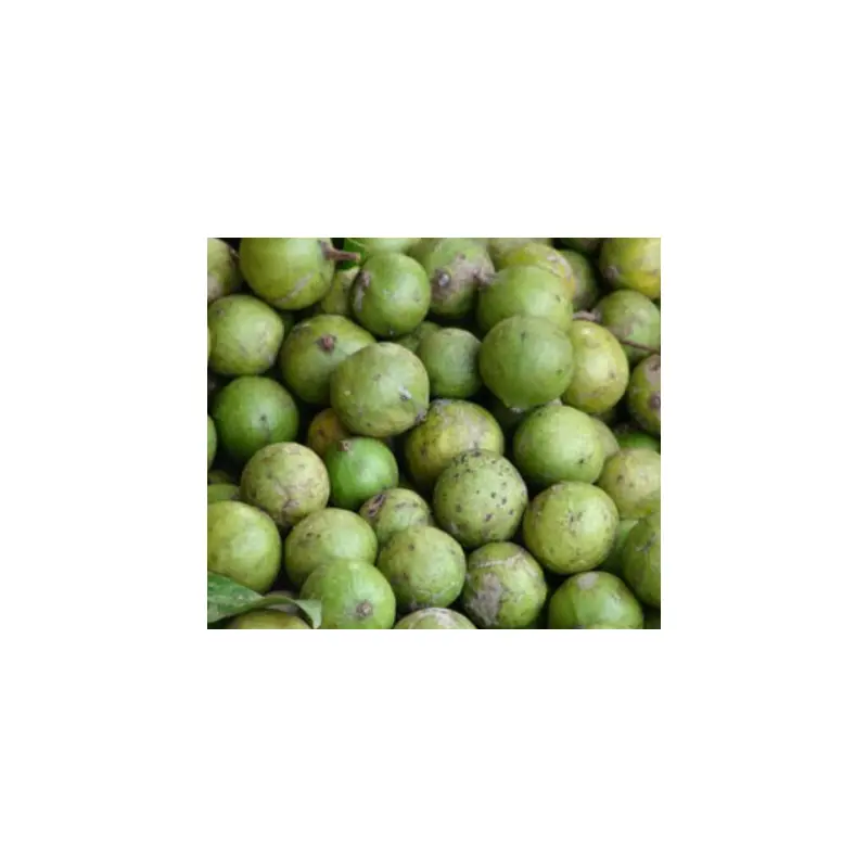 MT Fresh Dracontomelum Fruit Trai Sau Tuoi 500g x 1