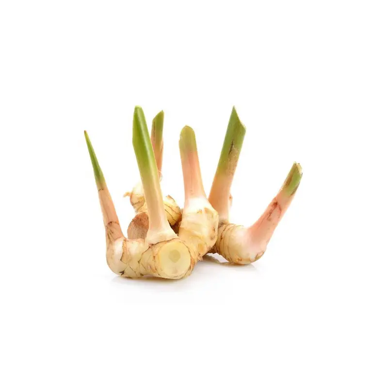 MT Fresh Galangal  Cu Rieng Tuoi 200g x 1