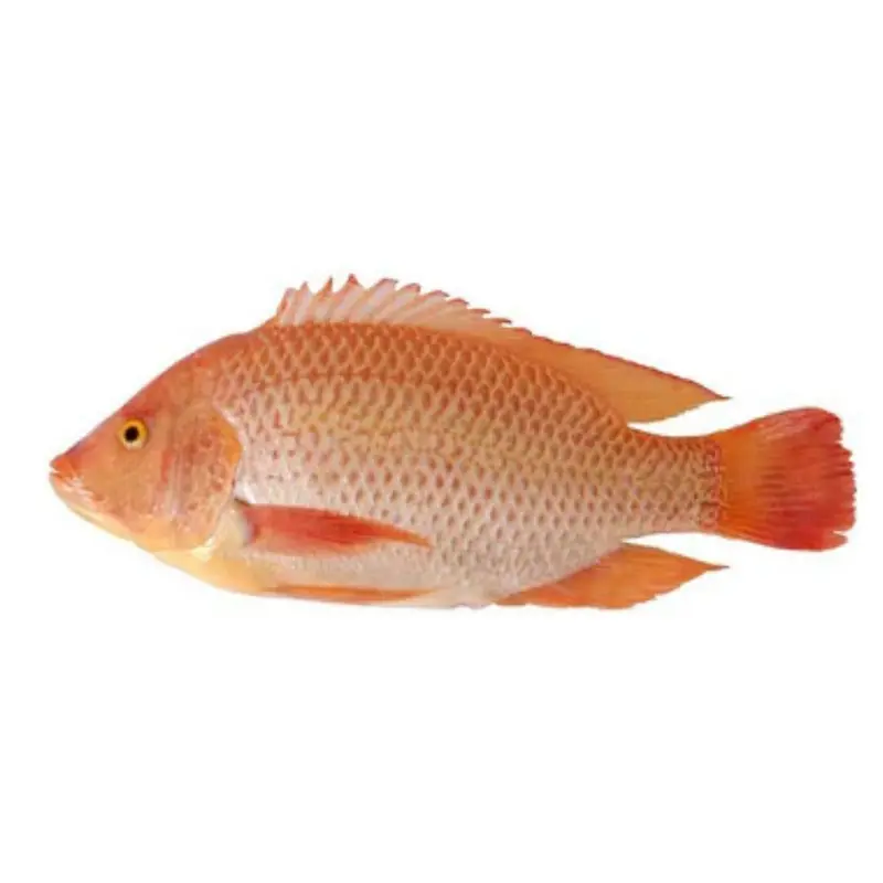 Kim Son Whole Cleaned Red Tilapia Ca Ro Phi 500-800 g x 1