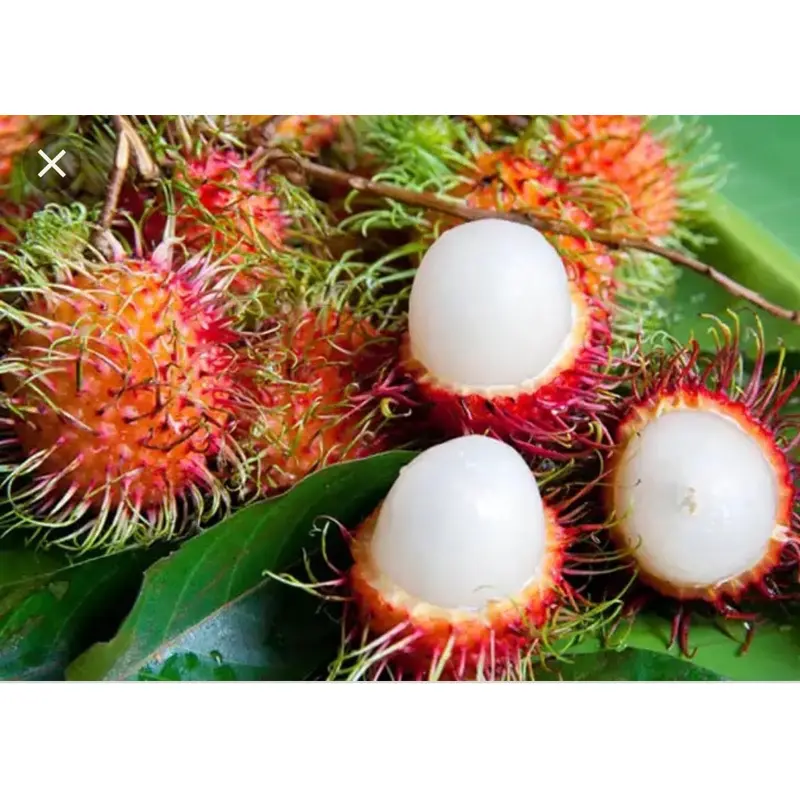 Fresh Thai Rambutan  Trai Chom chom tuoi  500g x 1 pack