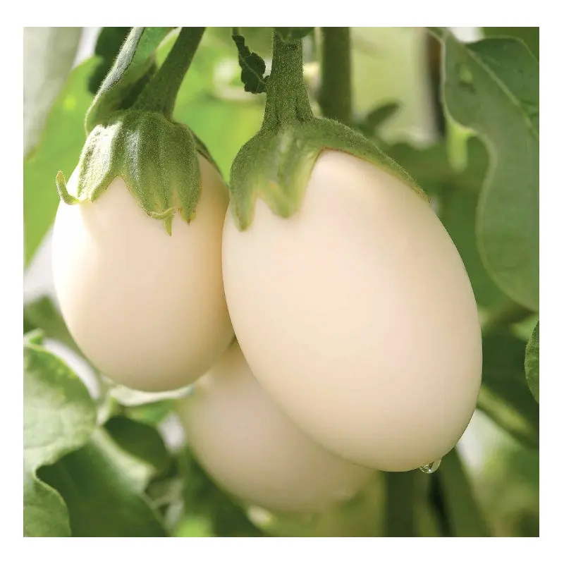 Fresh White Egg Plant  Ca Phao To 100g x 1