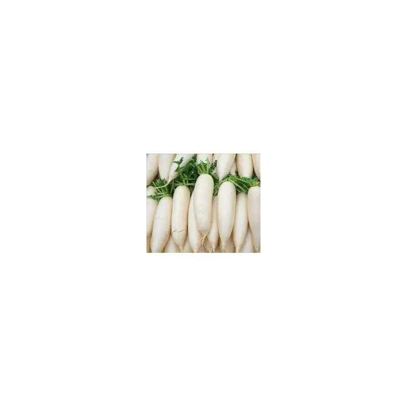Fresh White Radish (Mooli)  cu cai trang  x 1 PC