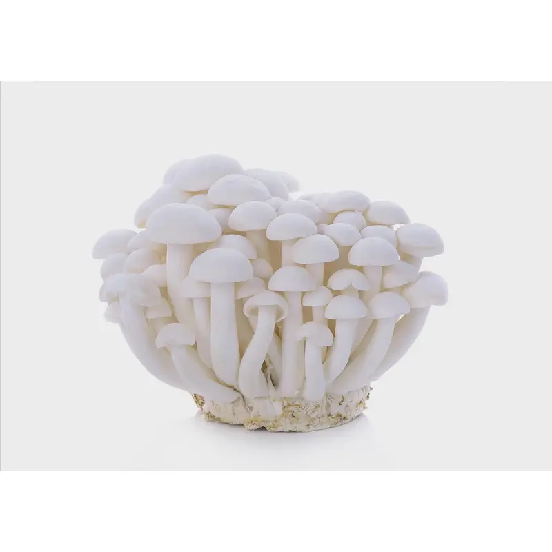Fresh Shimeji White Mushroom   Nam Shimeji Trang 150g x1