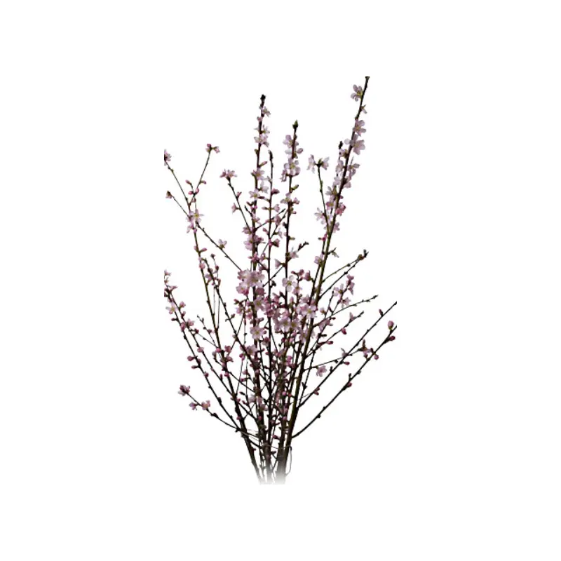 11069 Peach Blossom Canh dao 1 Pack over side