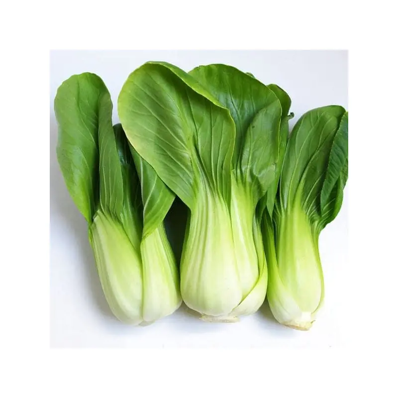 Fresh Green Pak Choi  Cai thia