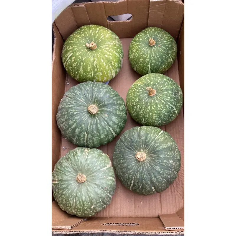 Fresh Green Pumpkin Bi xanh100g