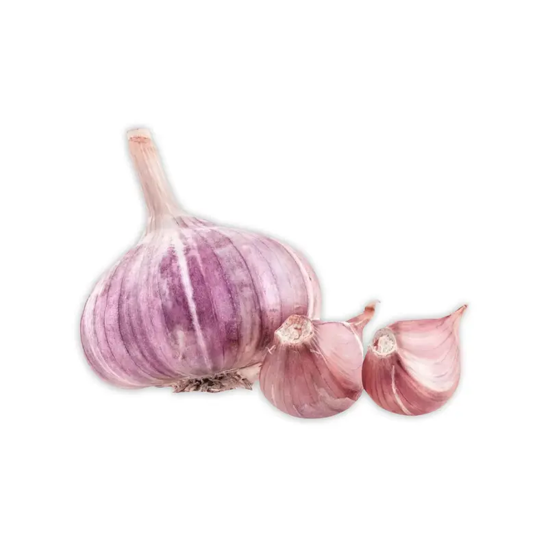 GARLIC PURPLE