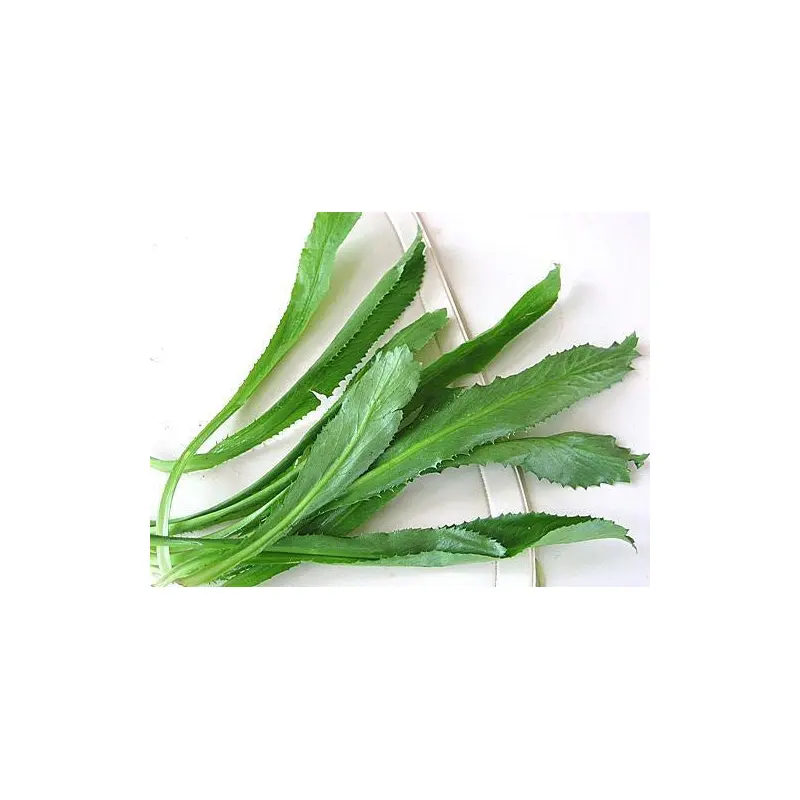 BJ Fresh Thai Parsley (Saw Leaf) Rau Ngo Gai (Mui Tau) 100g x 1