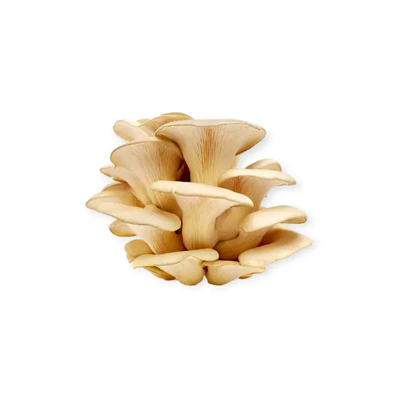 Grey Oyster Mushroom  250g