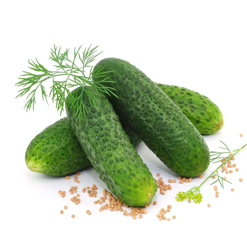 Dill CUCUMBER