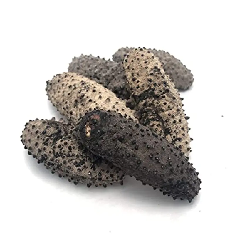 South American Sea Cucumber