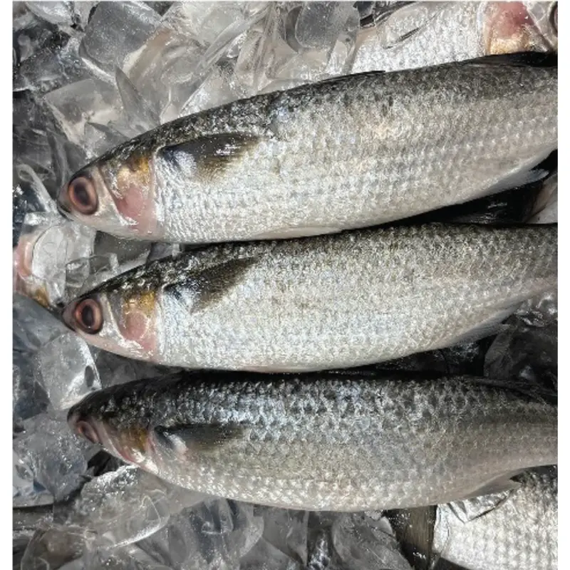 Silver Mullet