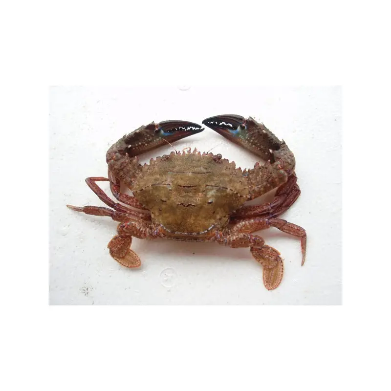 Live Rock Crab