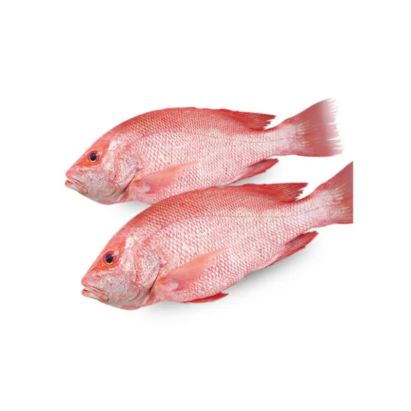 Atlantic Red Snapper