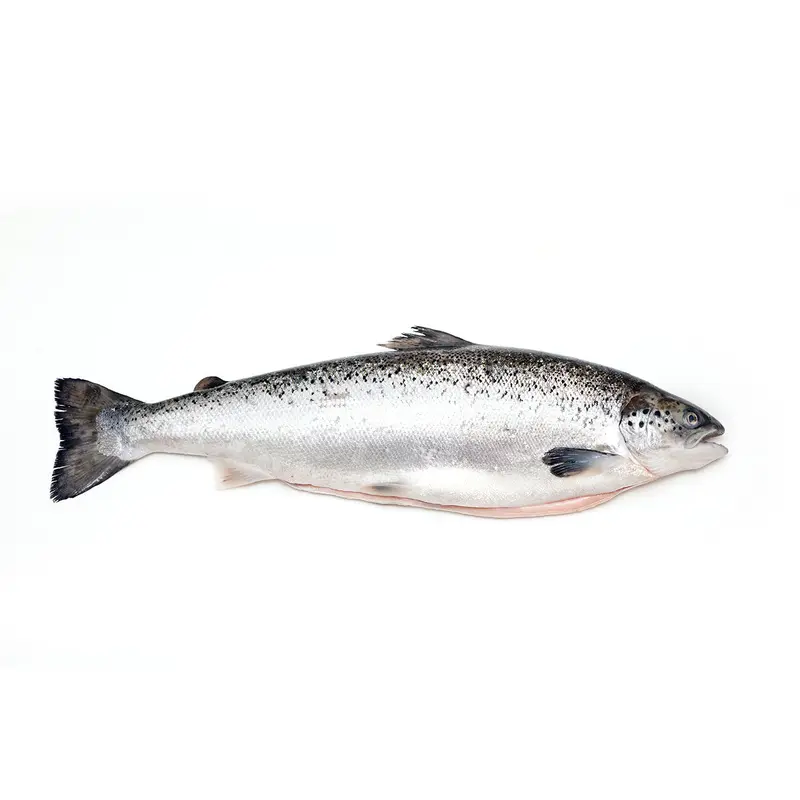 Atlantic Whole Salmon