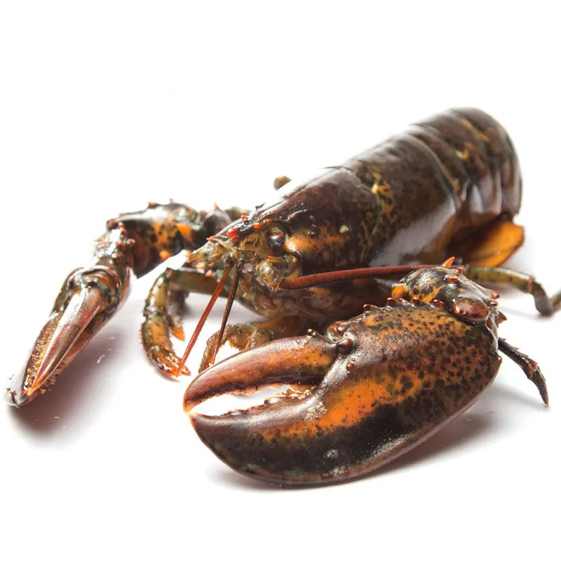 Grade A Live Lobster