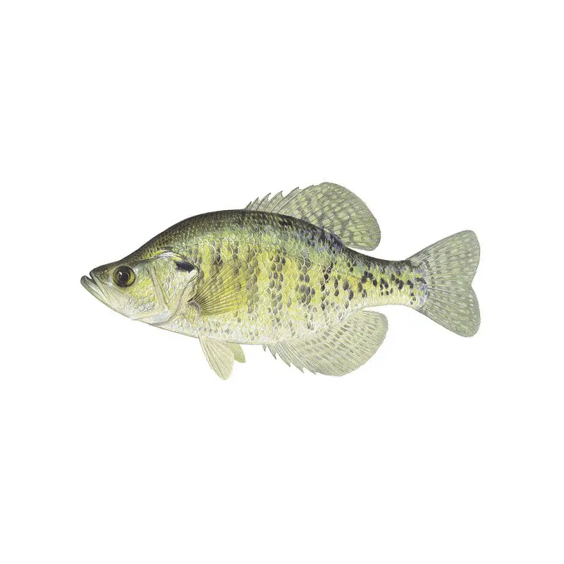 Fresh Crappie