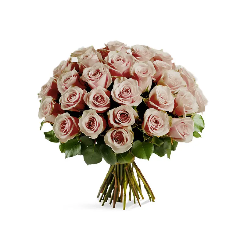 FRESH CUT - AMNSIA ROSES BUNDLE 40CM 25UN