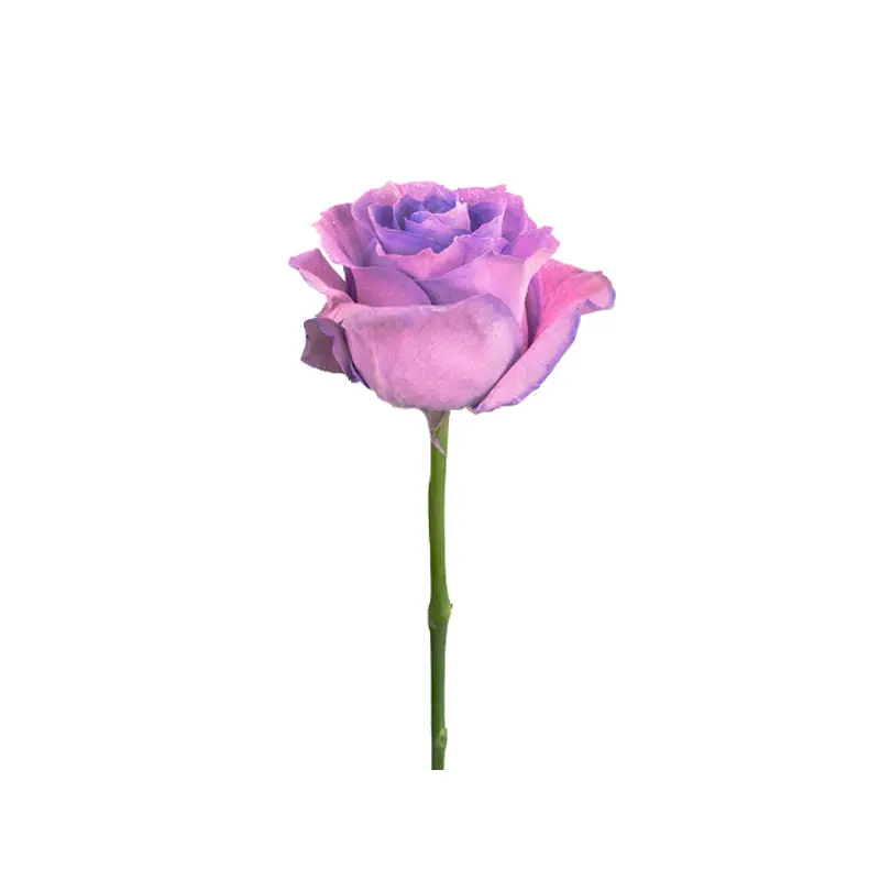 FRESH CUT - LAVENDER ROSE SINGLE 50CM 1UN