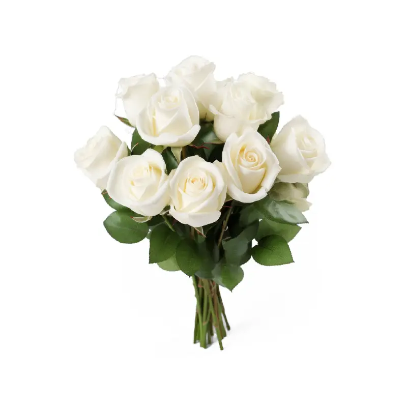 FRESH CUT - WHITE ROSES BOUQUET 50CM 12UN